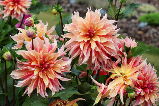 istock Peach Giant Decorative Dahlia 'labyrinth' in flower 1985383517