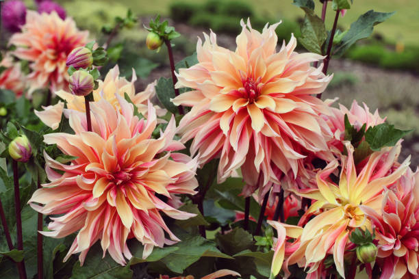 istock Peach Giant Decorative Dahlia 'labyrinth' in flower 1985384540