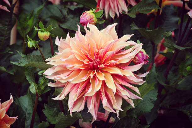 istock Peach Giant Decorative Dahlia 'labyrinth' in flower 1985385588