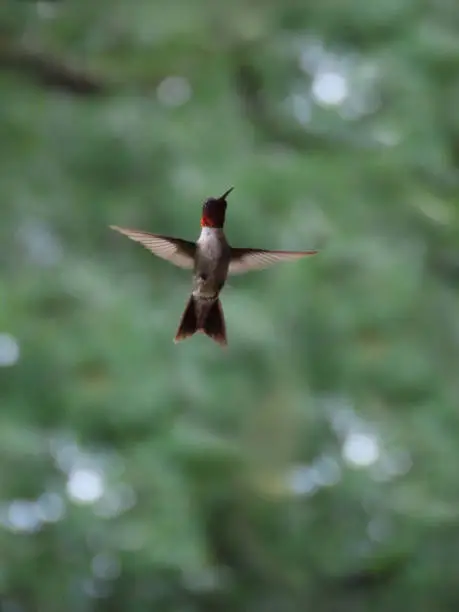 Ruby Throated Hummingbird in flight
