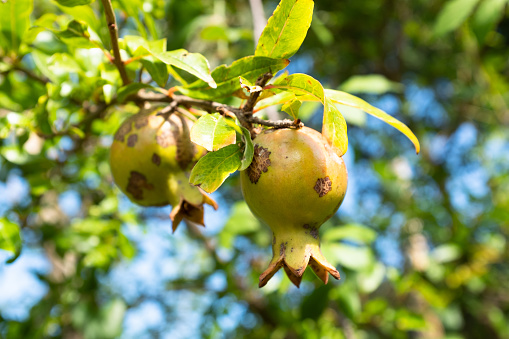 Ripening wild pomegranates grow on a branch for publication, poster, calendar, post, screensaver, wallpaper, cover. High quality photography