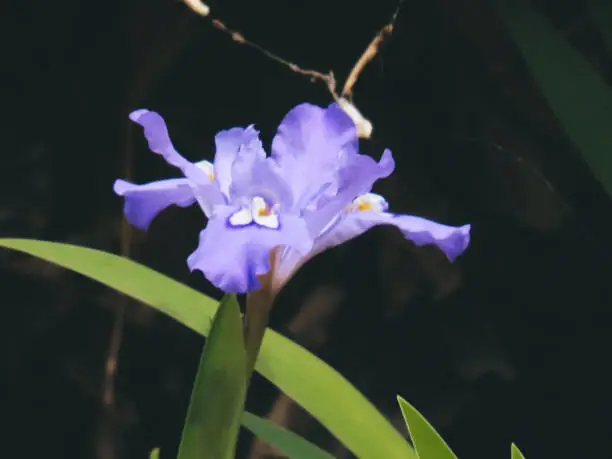 A wild Dwarf Lake Iris