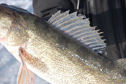 Frozen dorsal fin on a winter walleye caught while ice fishing