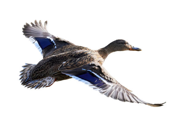 istock Mallard Male Duck in flight isolated on white background 1985413295