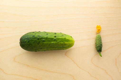 Ripe cucumber and gherkin with yellow flower on the wood board. Two cucumbers: one is big, second is small for publication, poster, calendar, post, screensaver, wallpaper, cover. High quality photo