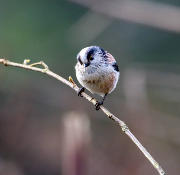 istock Long-tailed tit perched on a bare branch in mid-air 1985421095