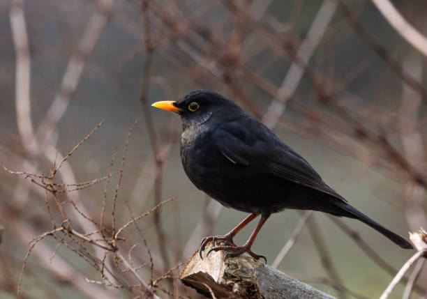 istock Blackbird with orange beak perched on branch 1985421099