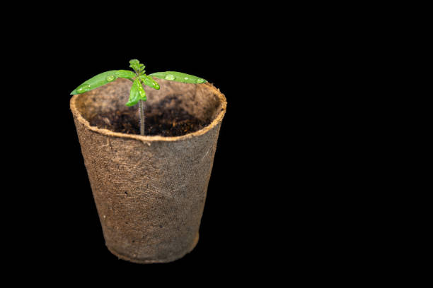 Sprouted green sprout in a paper pot with earth on a black surface.