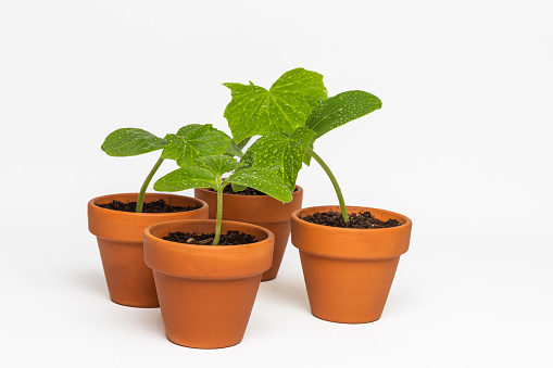Small Cucumber plants growing in terracotta pots isolated on white background.