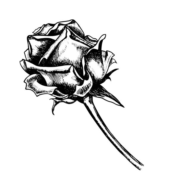 istock Blooming rose, graphic vector black and white illustration. A design element of a flower card, a wedding invitation. For packaging and labels, posters and flyers, prints and banners. 1985432134