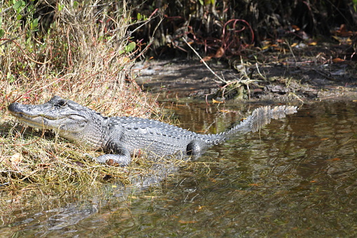 This is a medium sized alligator sitting at the water surface.