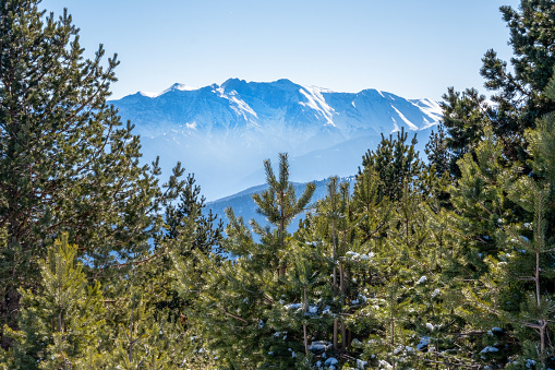 pine forest in the mountains of Greece against the backdrop of a clear blue sky and snow-capped peaks of Mount Olympus