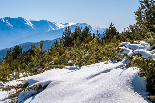 pine forest in the mountains of Greece against the backdrop of a clear blue sky and snow-capped peaks of Mount Olympus