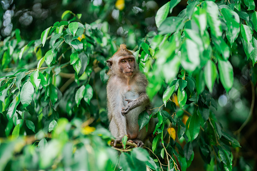 Macaque Monkey eating greenery on the tree