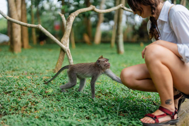 istock Woman interacting with macaque in Ubud Monkey forest 1985450634