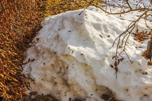 Close-up view of the remains of a melted snowdrift in a garden on a spring day. Sweden.