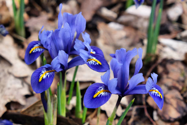 istock Deep blue dwarf Iris 'Eye Catcher' Reticulata in flower 1985454408
