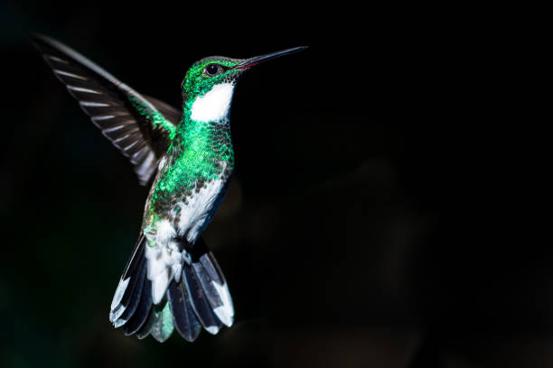 istock Close-up of hummingbird in flight. 1985479028