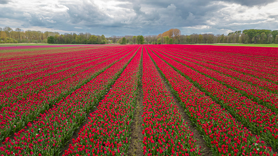 Tulips blooming in a field with a dark storm sky aerial drone view
