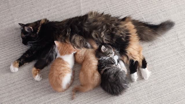 Three little kittens drink milk from their mother cat.