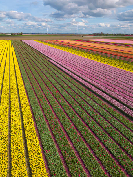 istock Aerial view of tulips field. 1985495891