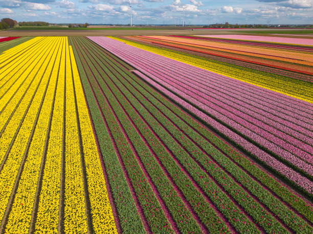 istock Blossoming tulip fields. Drone, aerial view. 1985496415