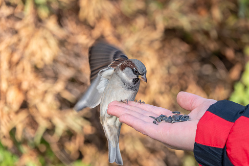 Sparrow eats seeds from a man's hand. A Sparrow bird sitting on the hand and eating nuts.