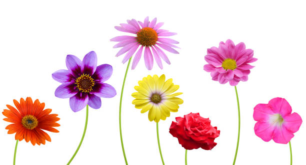 istock Blooming of summer flowers 1985498646