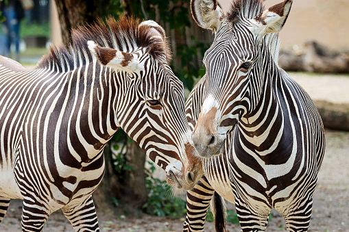 Grevy's zebra (Equus grevyi), also known as the imperial zebra.