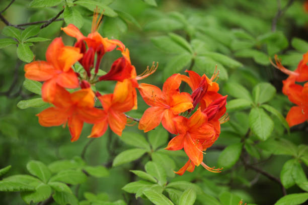 istock Orange Rhododendron 'Golden Sunset' in flower 1985500785