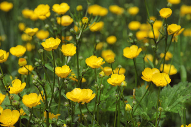 istock Bright yellow Buttercup flowers in bloom 1985500986