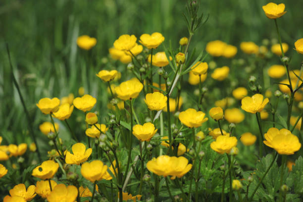 istock Bright yellow Buttercup flowers in bloom 1985501314