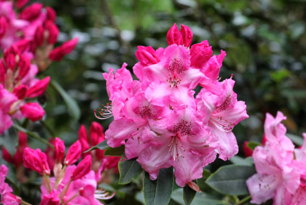 istock Pink Rhododendron 'Betty Wormald' in flower 1985502023