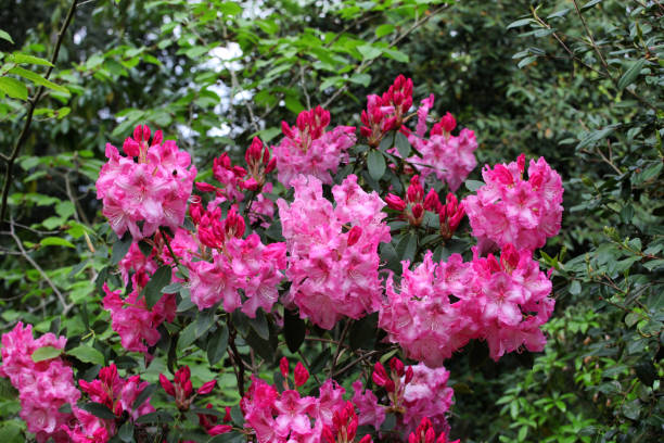 istock Pink Rhododendron 'Betty Wormald' in flower 1985502383