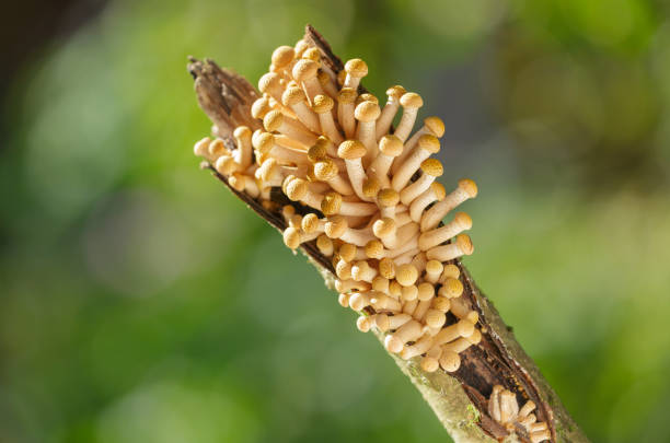 Edible mushrooms growing on a tree in a forest. Honey agarics mushrooms