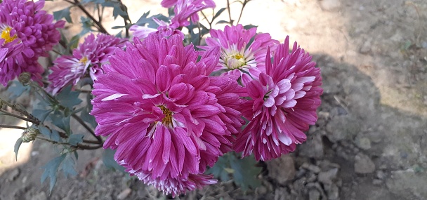 Chrysanthemum or Shevanti is a Asteraceae family flowering Plant. It is also known Mums and Chrysanths. Native place of this flowering plant is East Asia and Northeastern Europe.