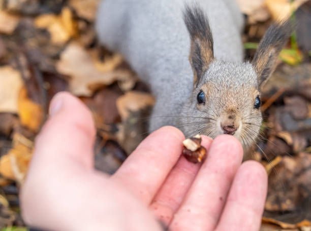 istock A squirrel in the autumn eats nuts from a human hand. Eurasian red squirrel, Sciurus vulgaris 1985525288