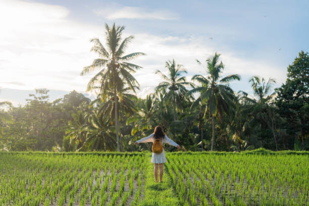 istock Cheerful woman walking on rice paddy on Bali 1985528434