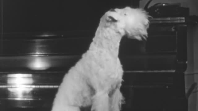 Black and White Footage of Terrier Dog Seated Indoors in New York in 1930s