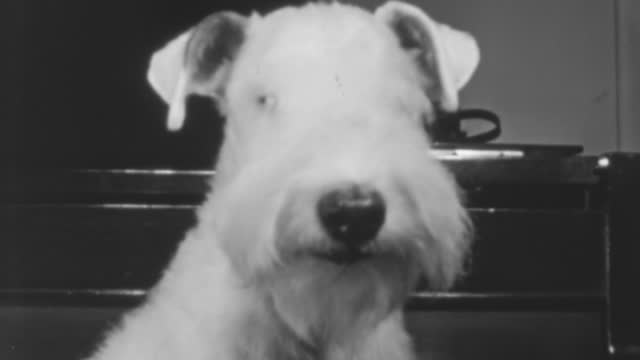Relaxed Wire Fox Terrier Dog Seated in a New York City 1930s Living Room