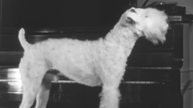 Beautiful Wire Fox Terrier Attentive to Everything Happening at Home in 1930s
