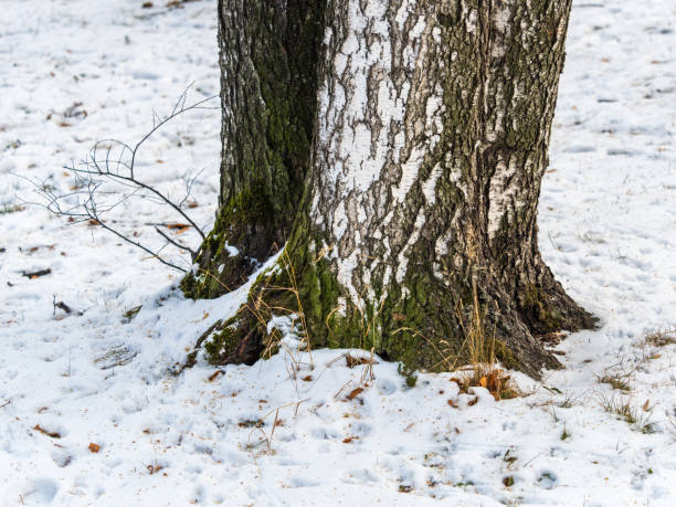 istock The trunk of a birch tree covered with snow 1985561651