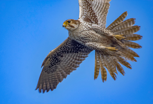 A Prairie Falcon Flies Overhead