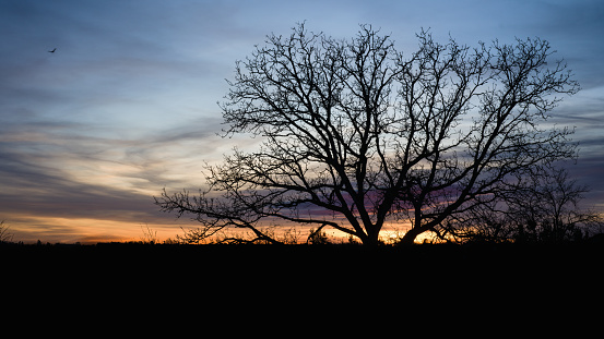 A beautiful view of a landscape with trees under the sunset sky