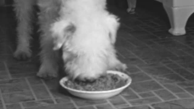Wire Fox Terrier Eats a Large Plate of Dog Food in a 1930s New York Home