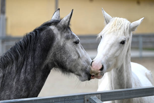istock Lipizzaner stud farm in Piber in Styria 1985573767