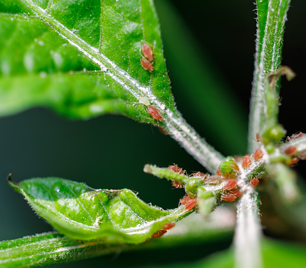 Aphids and spider mites on leaves of a plant