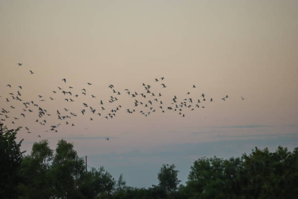 istock A flock of egret flying over trees 1985581688