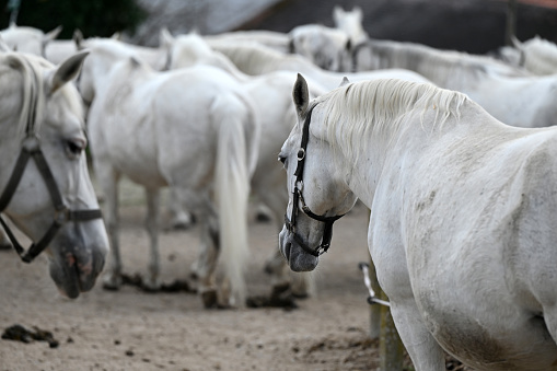 Lipizzaner stud farm in Piber in Styria - Lipizzaners have been bred here since 1920. The foals are born with black, gray or brown fur. They get the typical white color until they are 7 or 8 years old