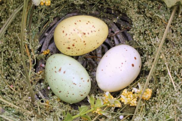 istock Decorated multicolored easter eggs at nest. Easter decoration. Egg hunt concept. Traditional Easter holiday composition 1985586443